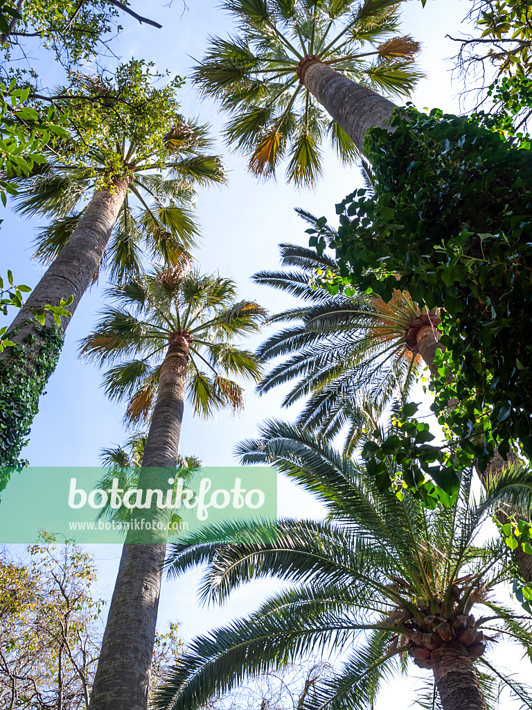 424055 - Mexican fan palm (Washingtonia robusta)