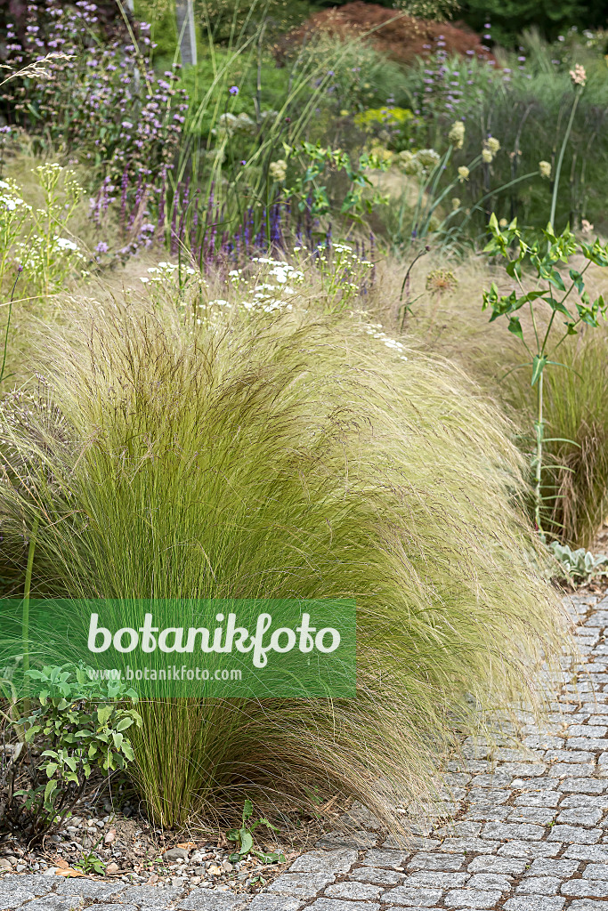651544 - Mexican feather grass (Nassella tenuissima 'Ponytails' syn. Stipa tenuissima 'Ponytails')