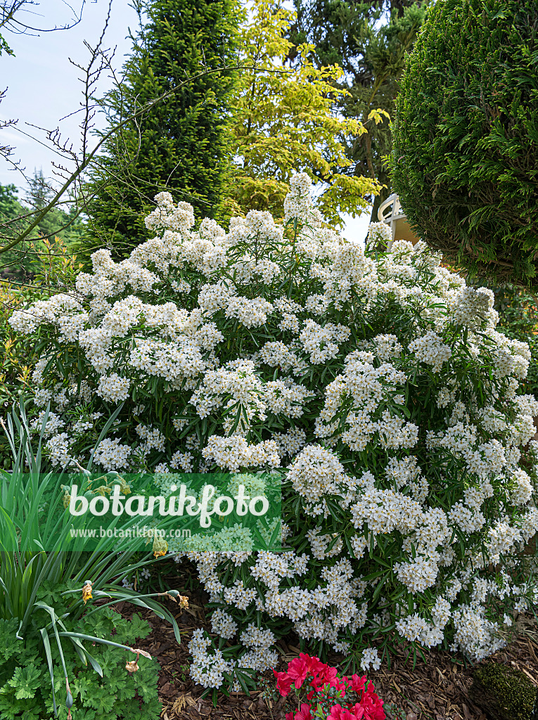651170 - Mexican orange blossom (Choisya ternata 'Aztec Pearl' syn. Choisya x dewitteana 'Aztec Pearl')