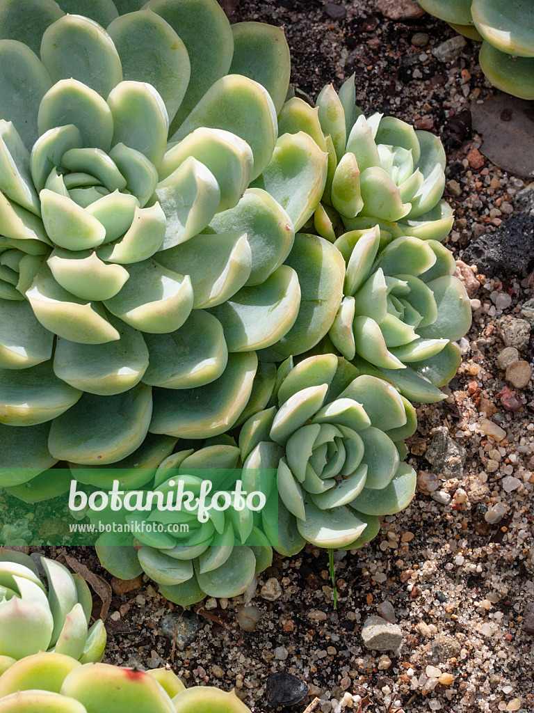 404077 - Mexican snow ball (Echeveria elegans)