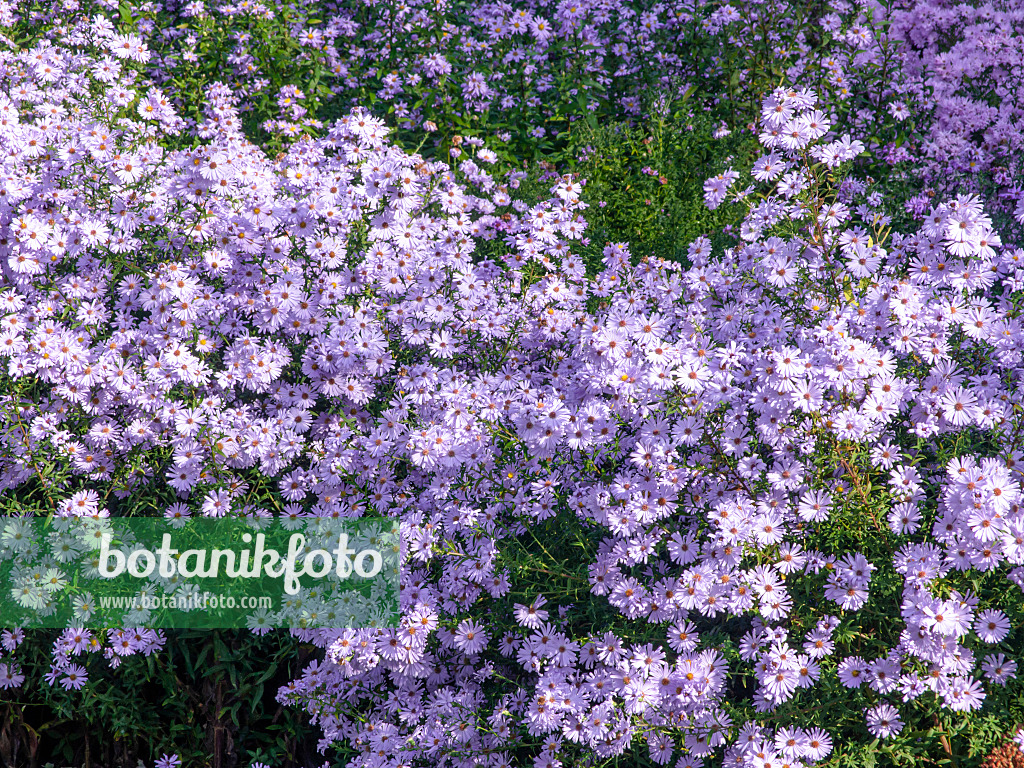 442093 - Michaelmas daisy (Aster novi-belgii 'Brigitte')