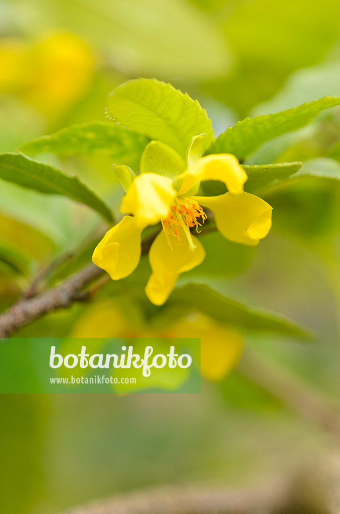 545021 - Mickey Mouse plant (Ochna serrulata)