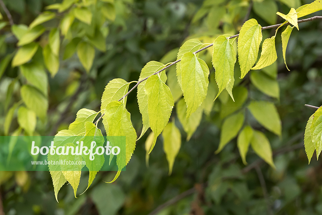 664067 - Micocoulier occidental (Celtis occidentalis)