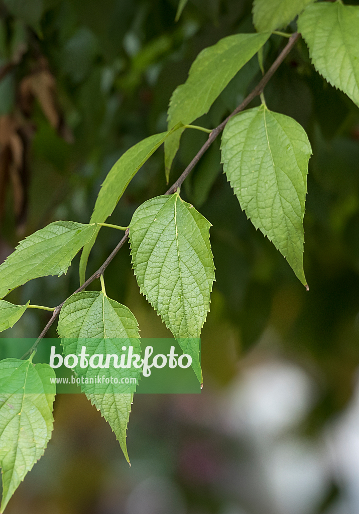 664068 - Micocoulier occidental (Celtis occidentalis)