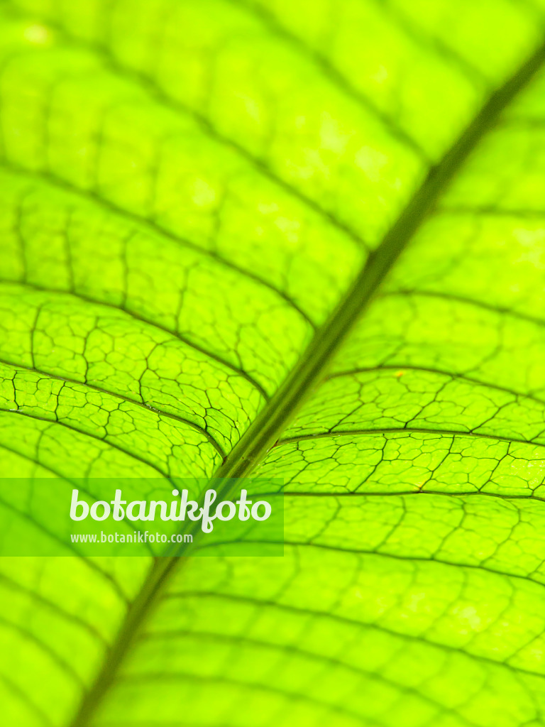 435189 - Microsorum musifolium with reticulated leaf veins