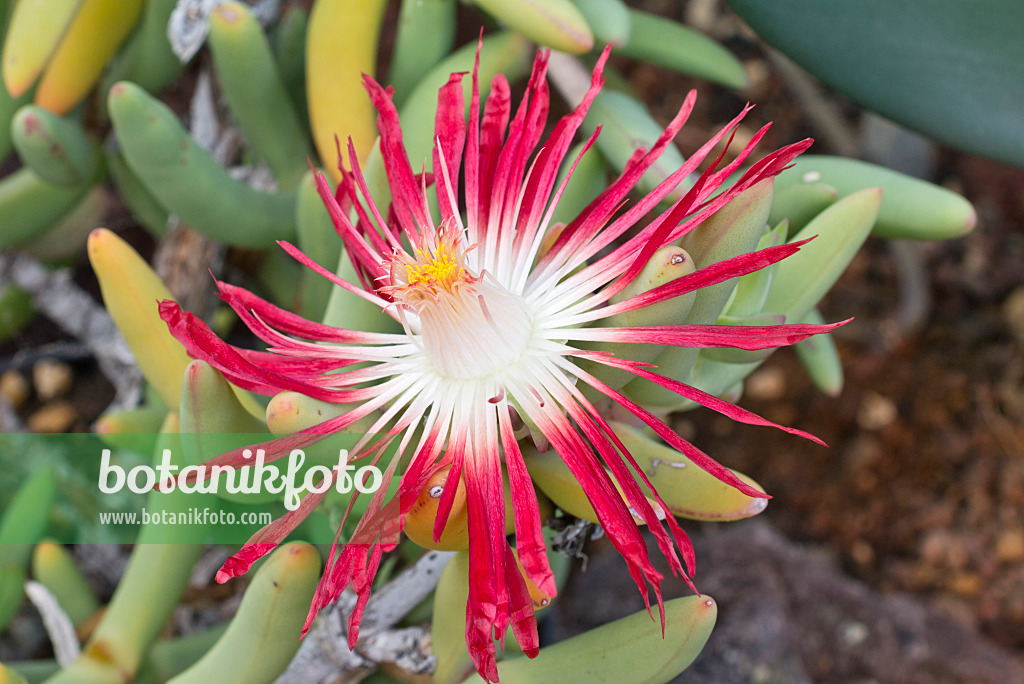 565017 - Midday flower (Astridia longifolia)