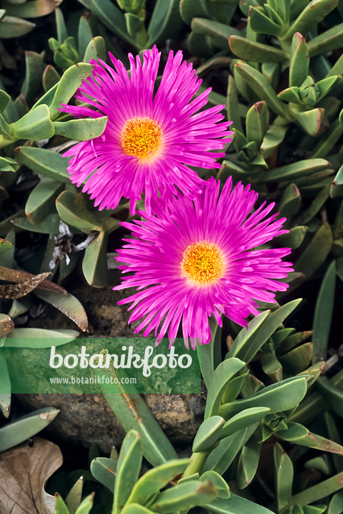 397060 - Midday flower (Carpobrotus acinaciformis syn. Mesembryanthemum acinaciformis)