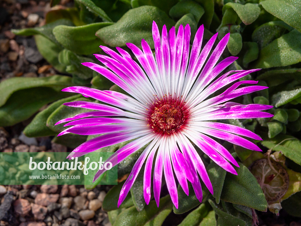 426303 - Midday flower (Dorotheanthus bellidiformis)