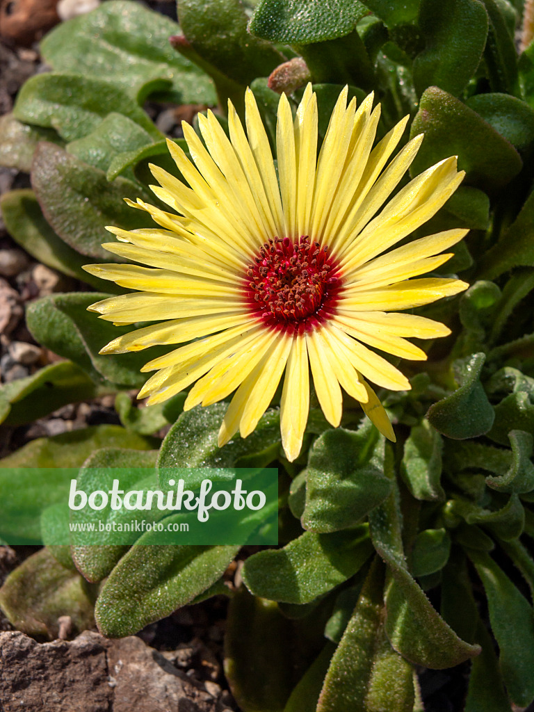 426304 - Midday flower (Dorotheanthus bellidiformis)