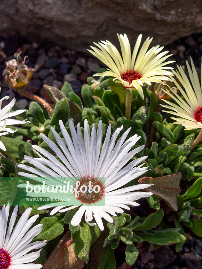 426305 - Midday flower (Dorotheanthus bellidiformis)