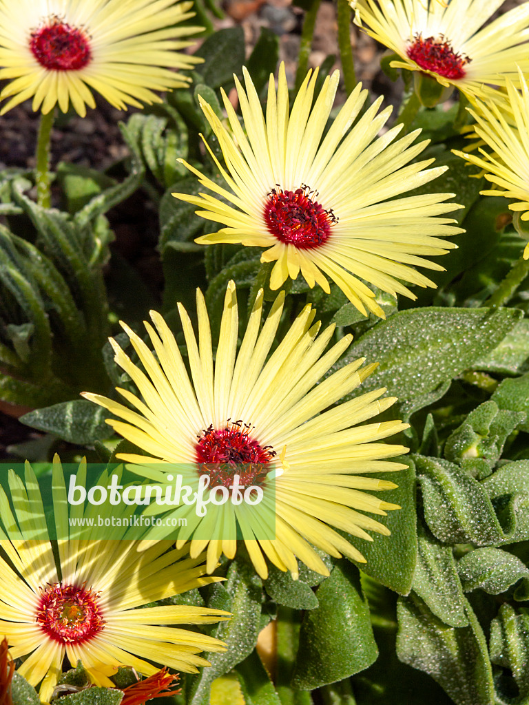 461143 - Midday flower (Dorotheanthus bellidiformis)