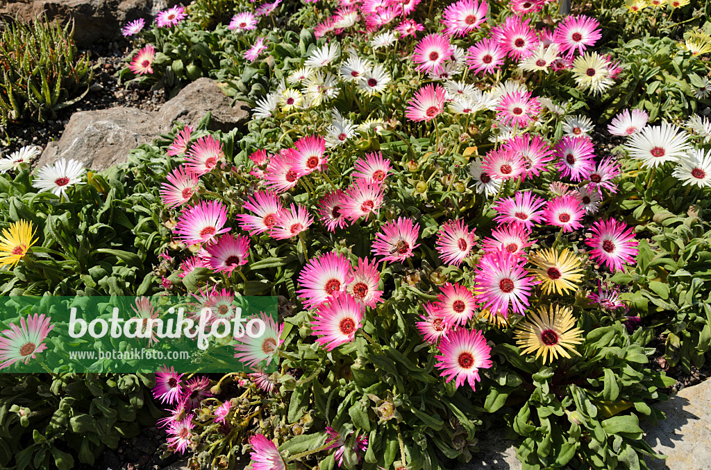 498036 - Midday flower (Dorotheanthus bellidiformis)