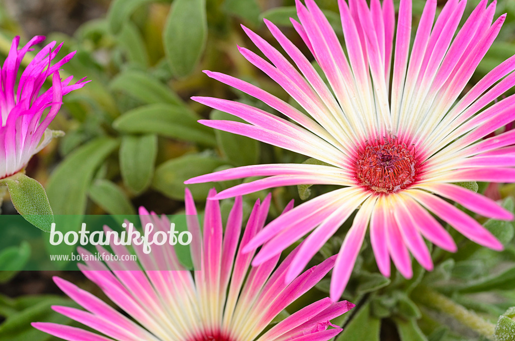 498330 - Midday flower (Dorotheanthus bellidiformis)