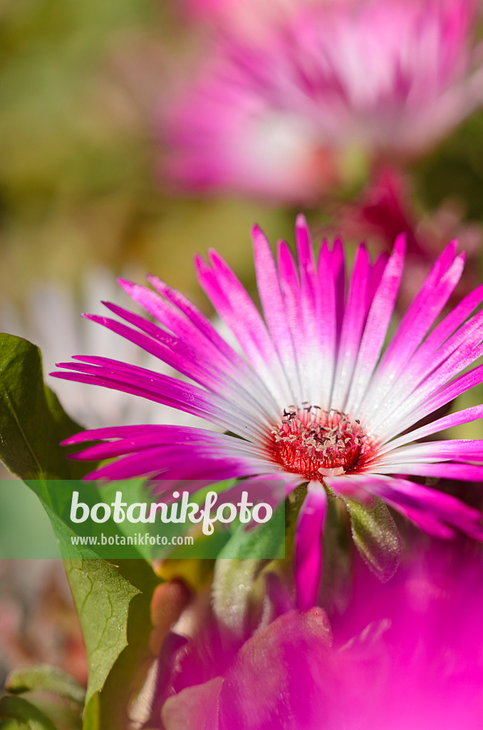 534275 - Midday flower (Dorotheanthus bellidiformis)