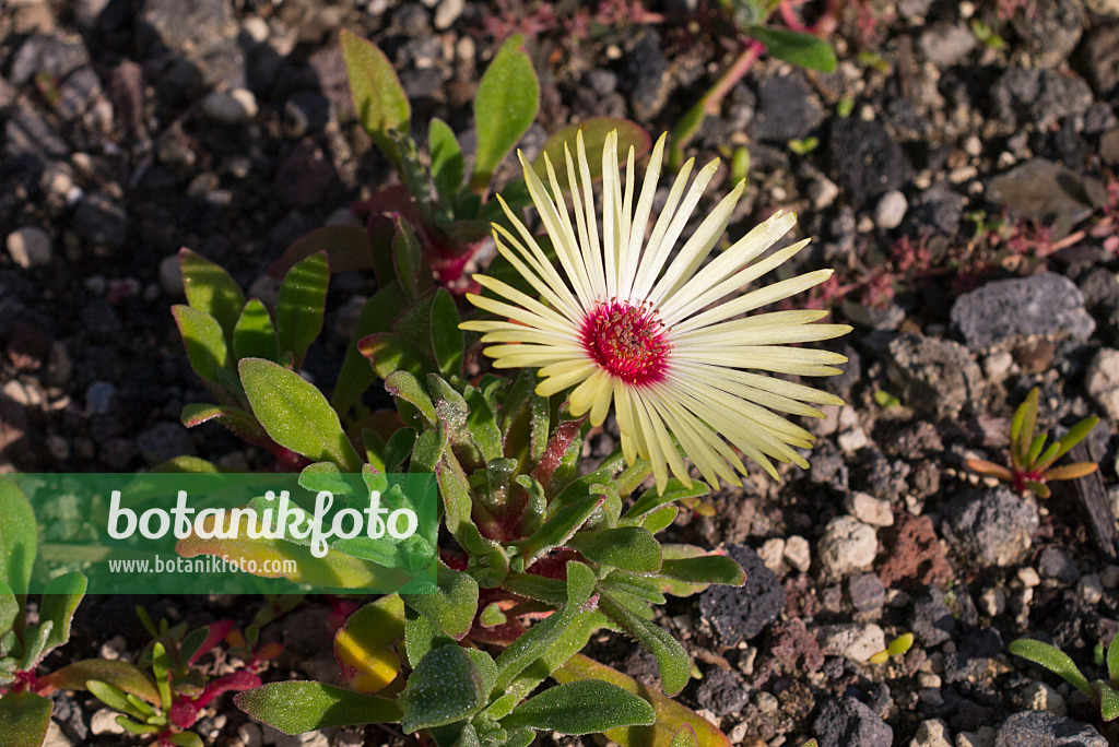 573112 - Midday flower (Dorotheanthus bellidiformis)