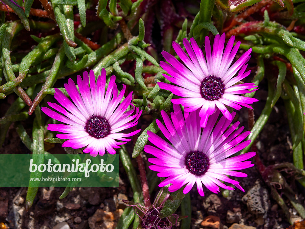 461142 - Midday flower (Dorotheanthus gramineus)