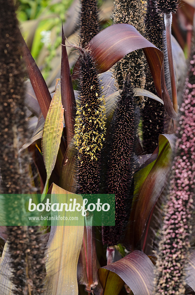 571062 - Millet perle (Pennisetum glaucum 'Purple Baron' syn. Pennisetum americanum 'Purple Baron')