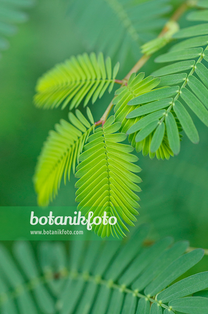 481049 - Mimosa d'eau (Neptunia plena)