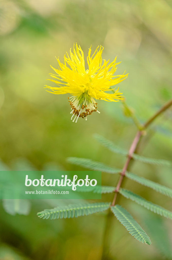524127 - Mimosa d'eau (Neptunia plena)