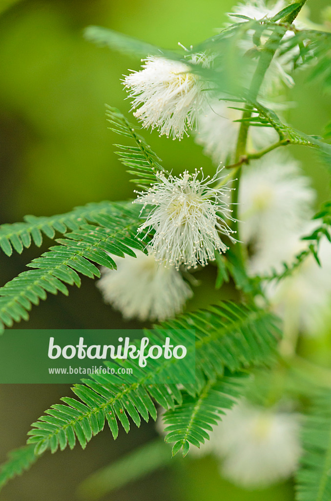 572023 - Mimosa (Mimosa polycarpa var. spegazzinii)
