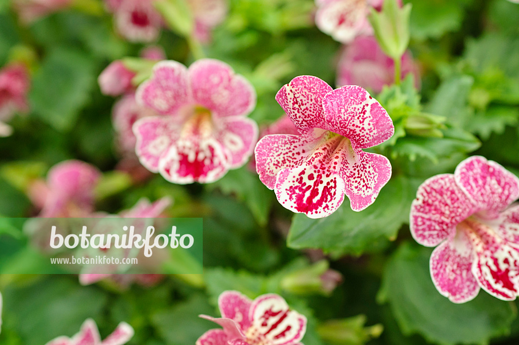 484099 - Mimule (Mimulus guttatus 'Magic Mix')