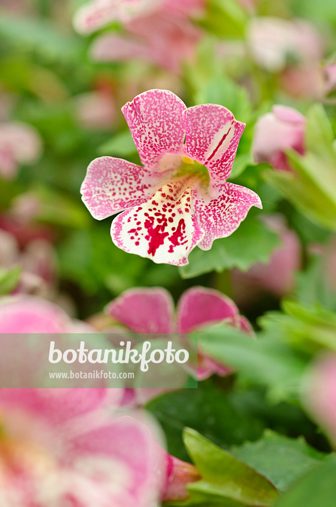 484102 - Mimule (Mimulus guttatus 'Magic Mix')
