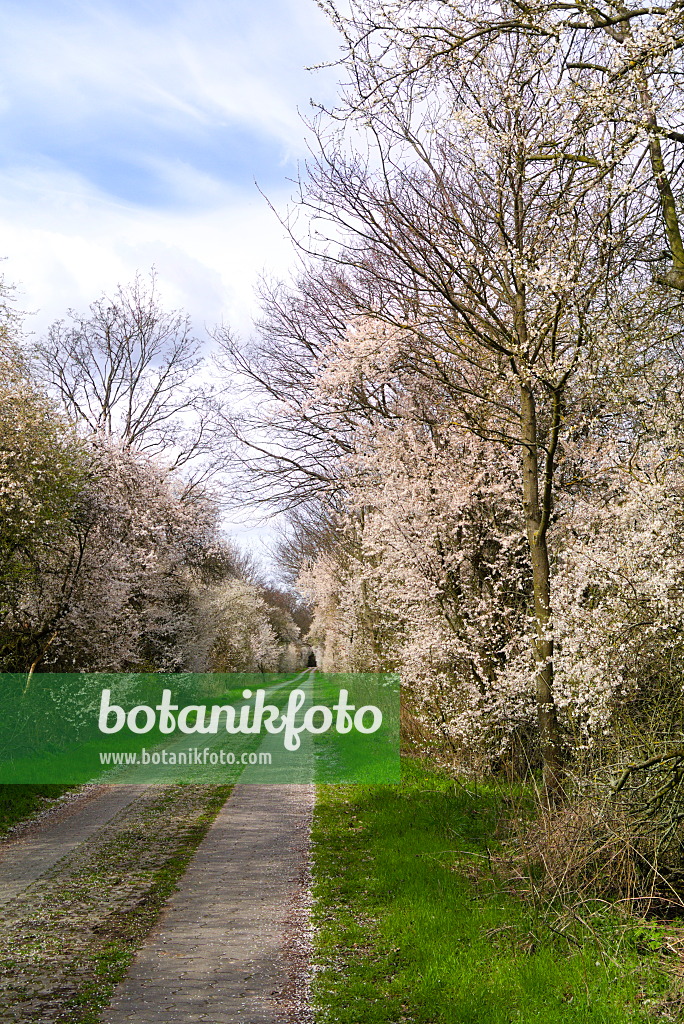 671001 - Mirabelle (Prunus domestica subsp. syriaca)