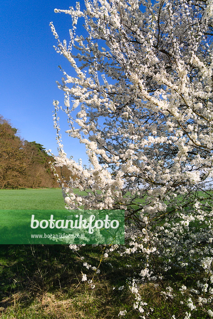 671020 - Mirabelle (Prunus domestica subsp. syriaca)