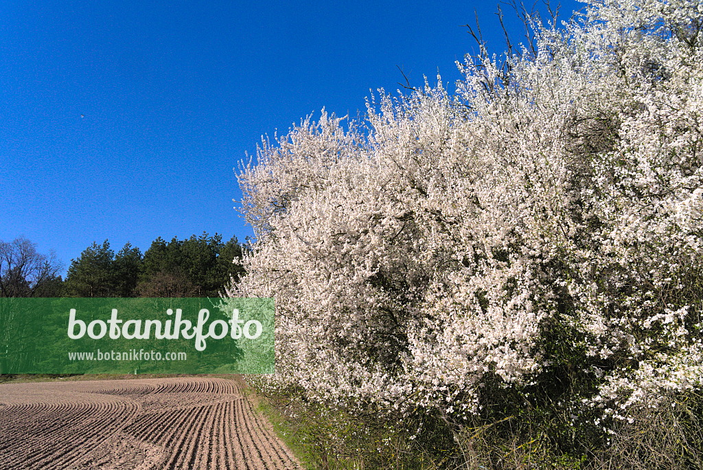 671021 - Mirabelle (Prunus domestica subsp. syriaca)