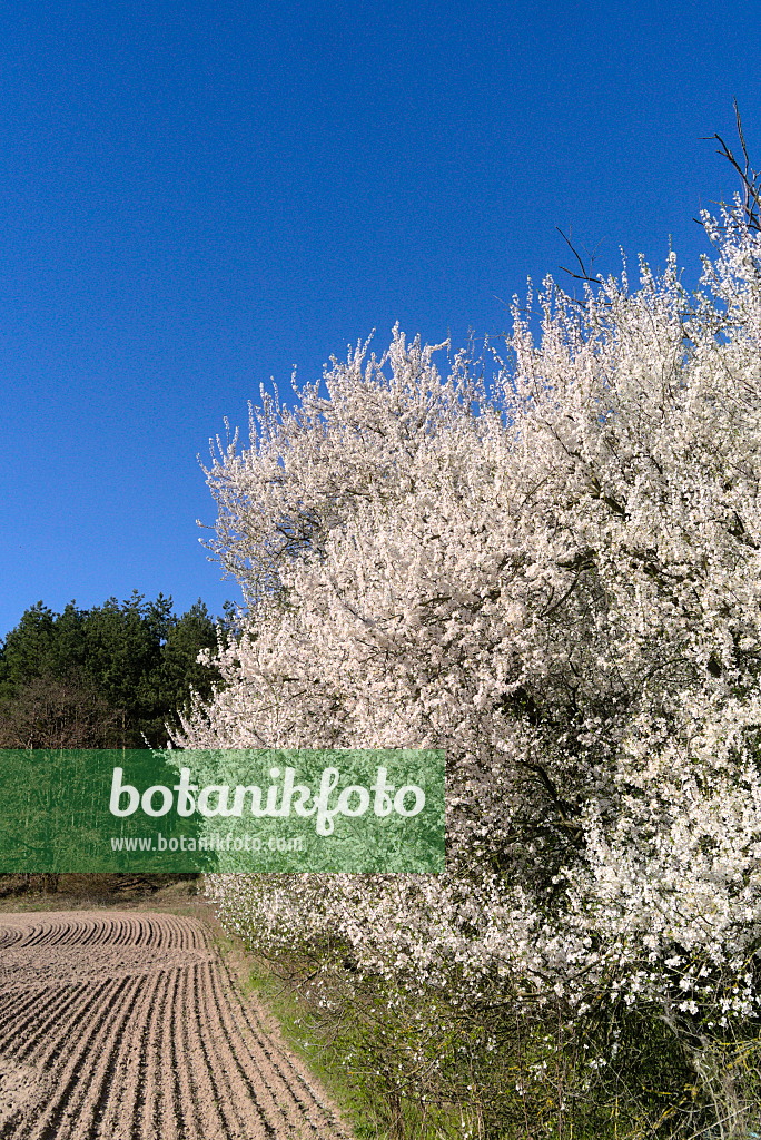 671022 - Mirabelle (Prunus domestica subsp. syriaca)