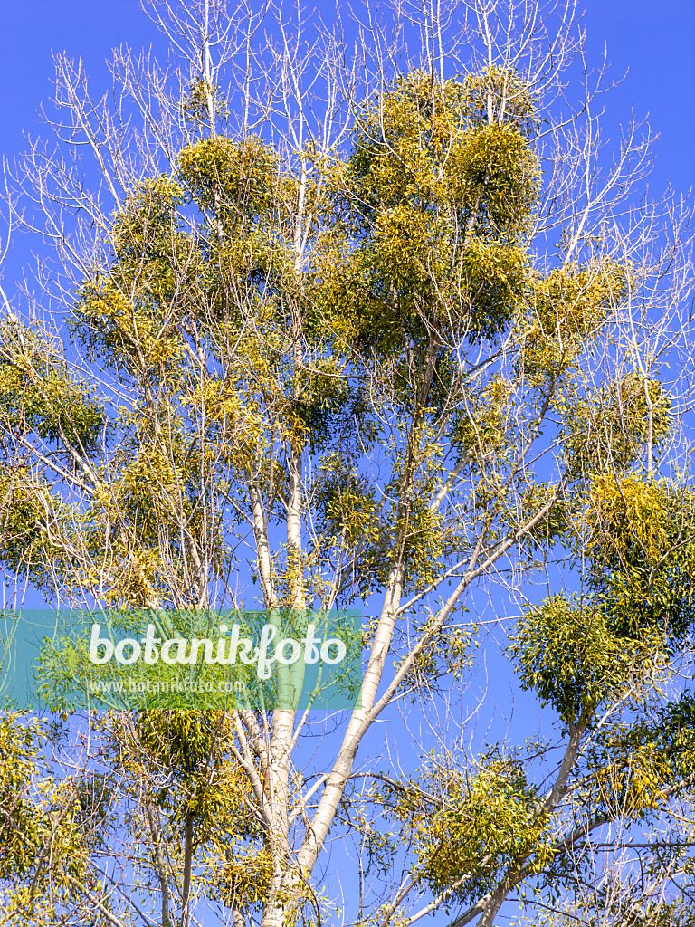 436101 - Mistletoe (Viscum album)