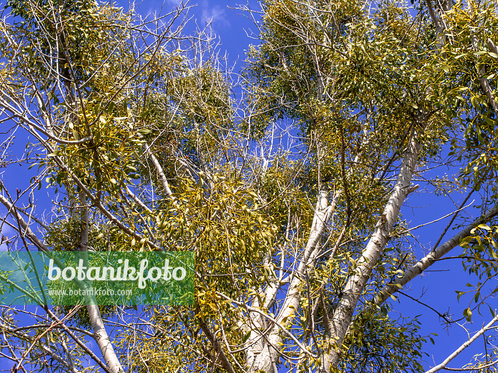 436102 - Mistletoe (Viscum album)