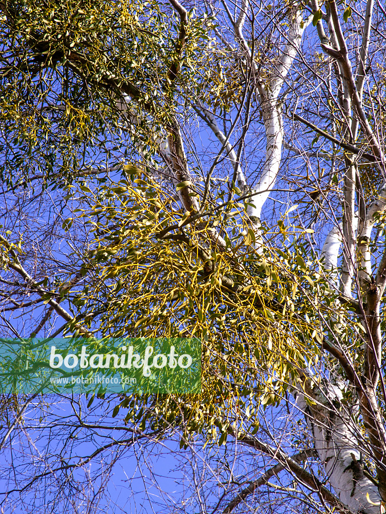 436105 - Mistletoe (Viscum album)