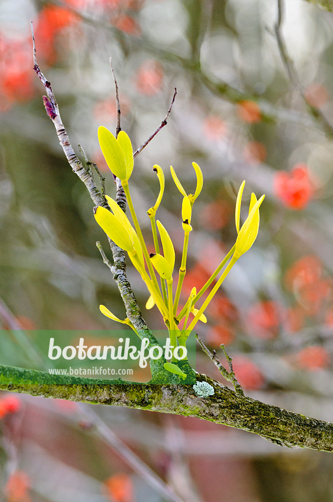 479027 - Mistletoe (Viscum album)
