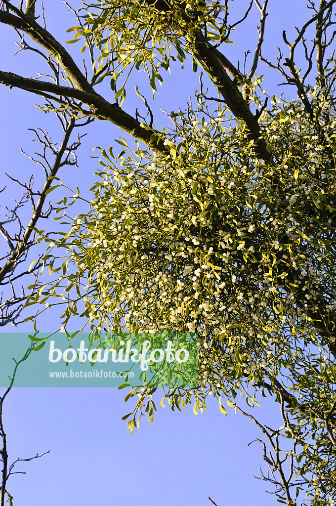 492015 - Mistletoe (Viscum album)