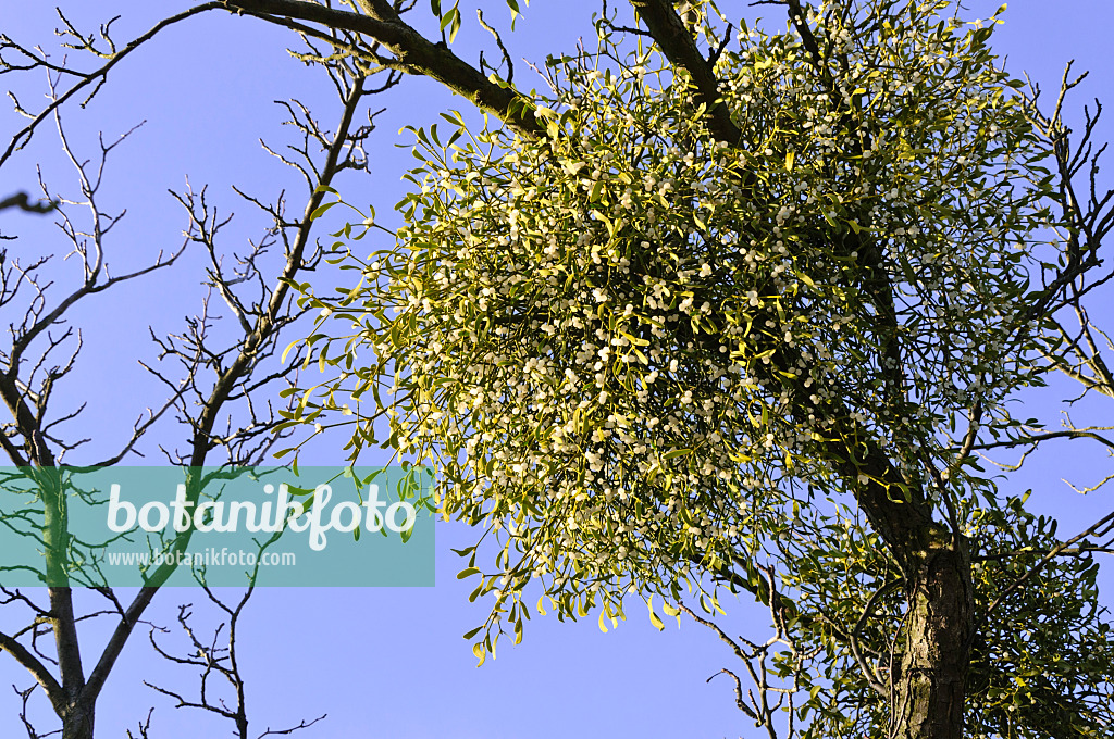 492016 - Mistletoe (Viscum album)