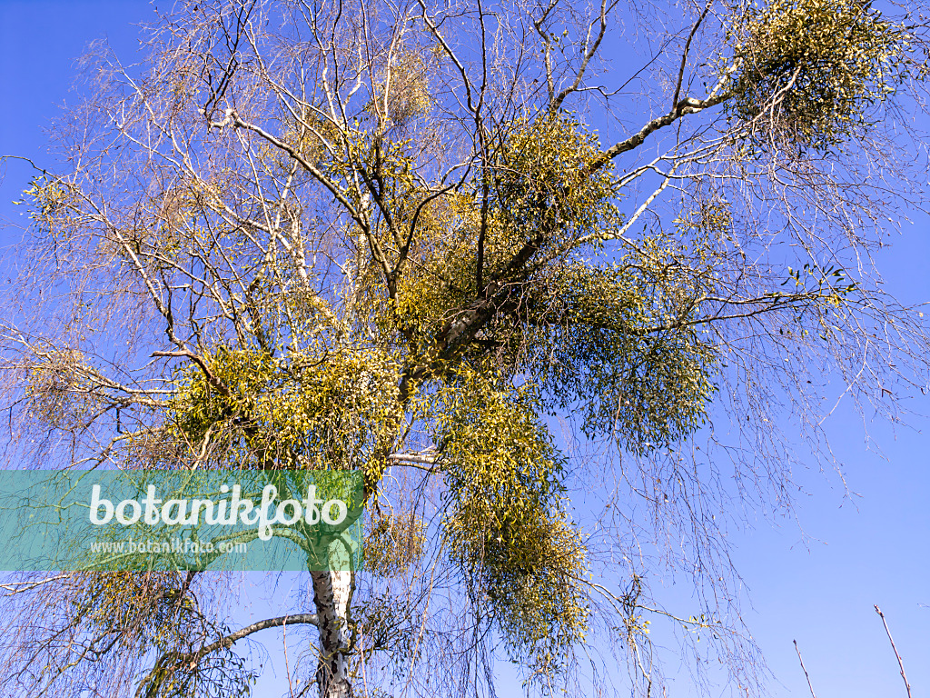 503003 - Mistletoe (Viscum album) and birch (Betula)