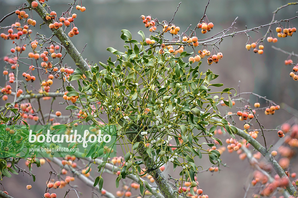535333 - Mistletoe (Viscum album) and crab apple (Malus x zumi 'Professor Sprenger')