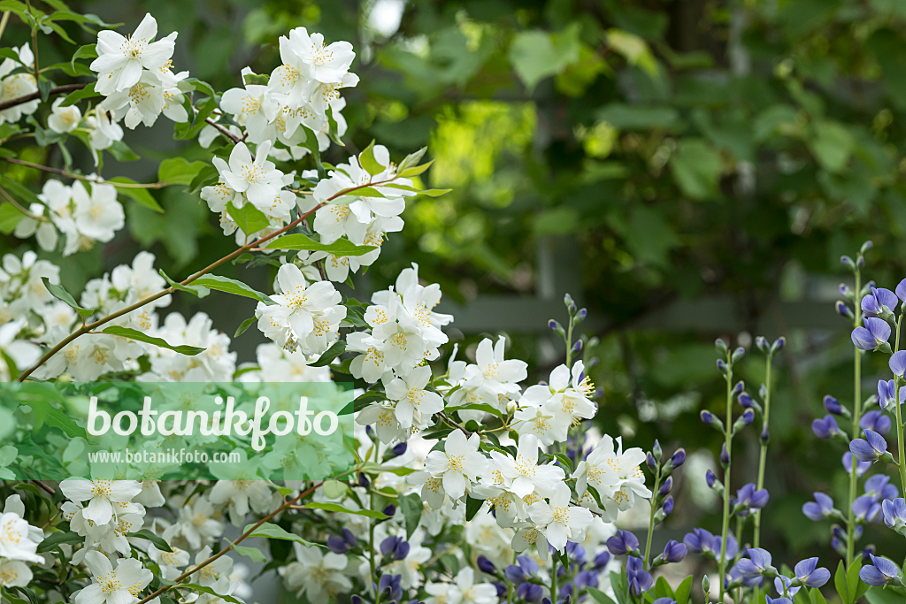 664297 - Mock orange (Philadelphus Minnesota Snowflake)