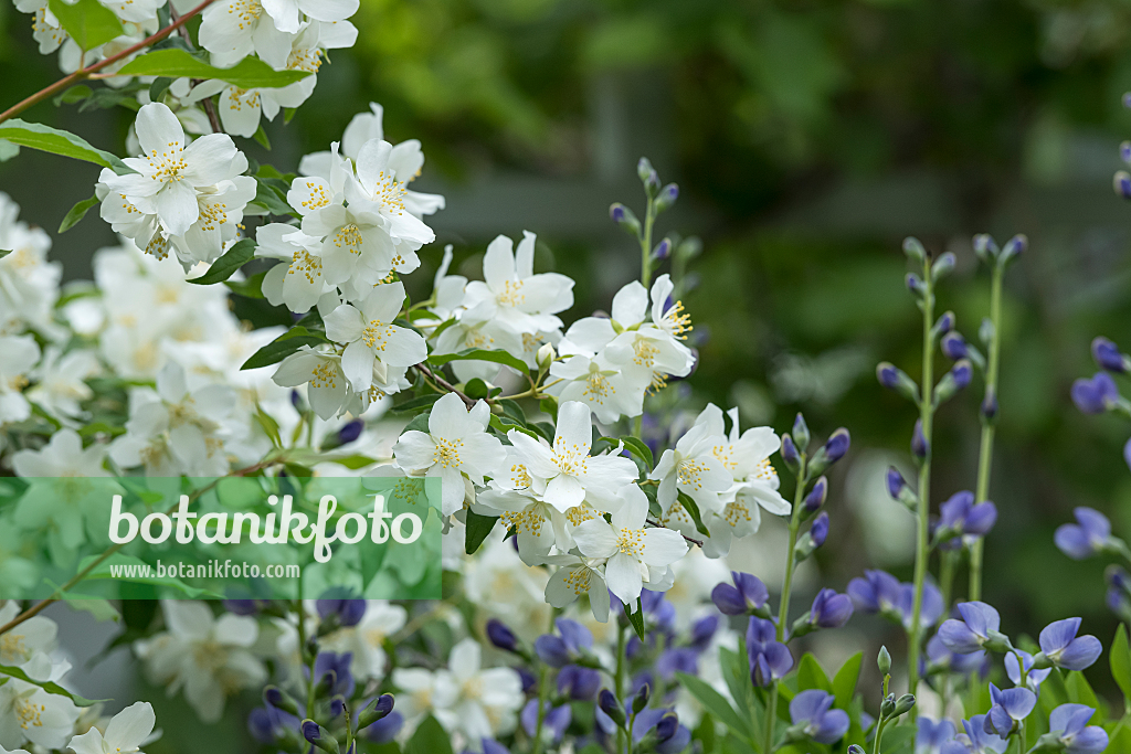 664298 - Mock orange (Philadelphus Minnesota Snowflake)