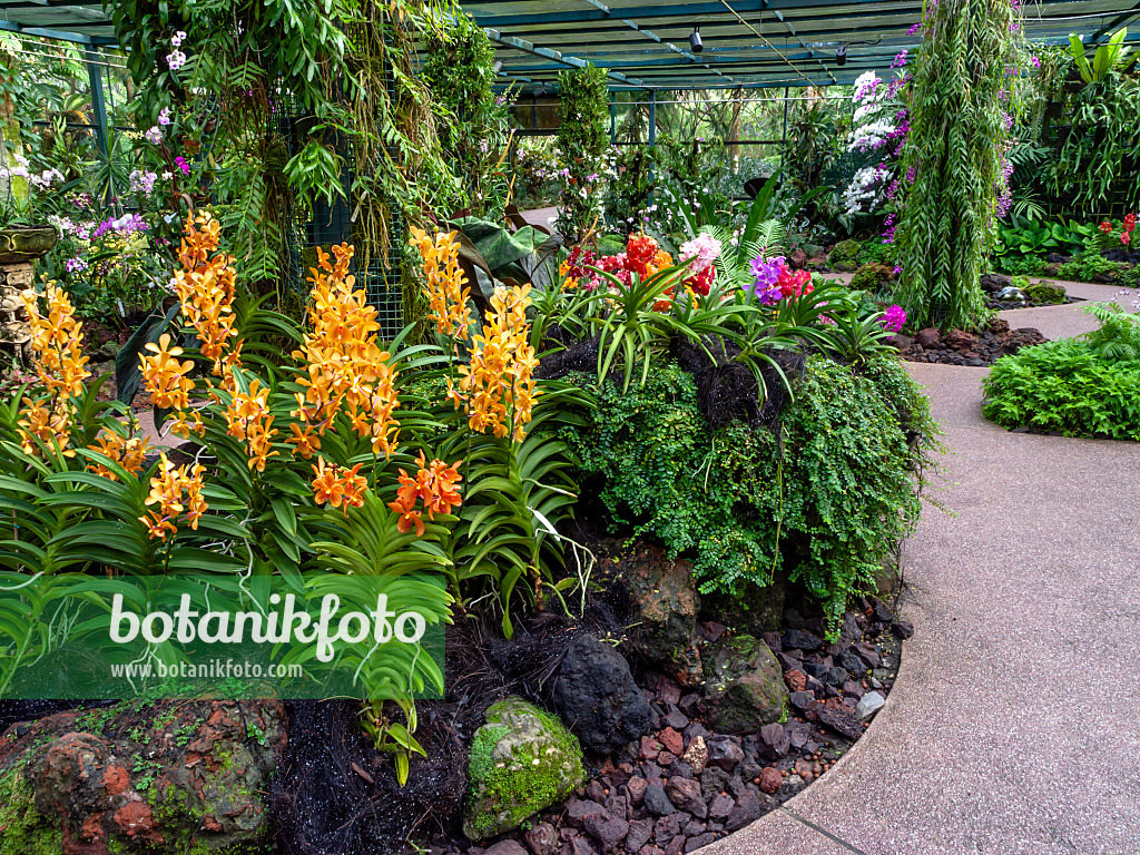 434226 - Mokara Luenberger Gold, National Orchid Garden, Singapore
