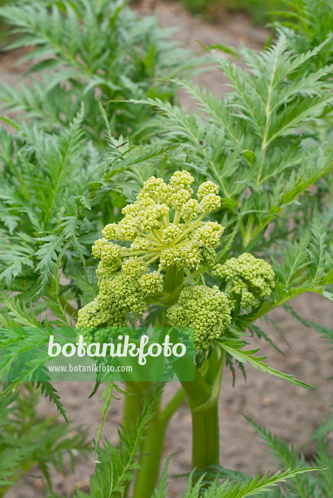 556134 - Moloposperme du Péloponnèse (Molopospermum peloponnesiacum)