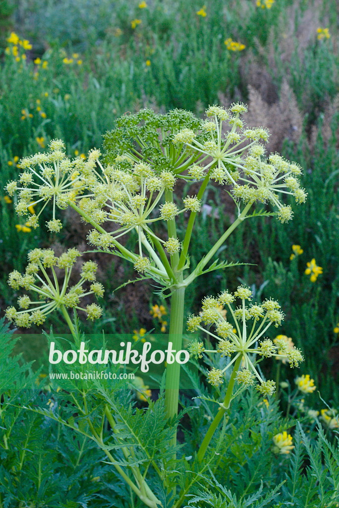 672082 - Moloposperme du Péloponnèse (Molopospermum peloponnesiacum)