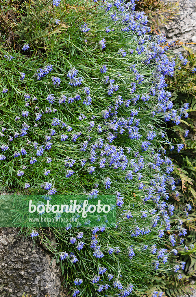 533560 - Moltkie (Moltkia suffruticosa)