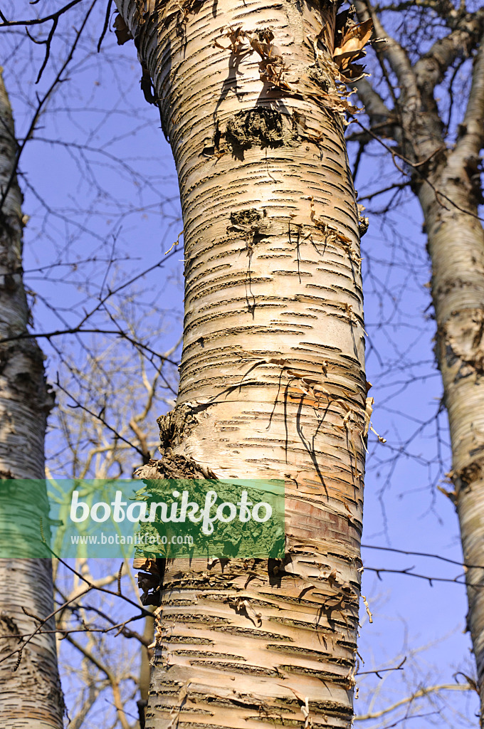 492014 - Monarch birch (Betula maximowicziana)