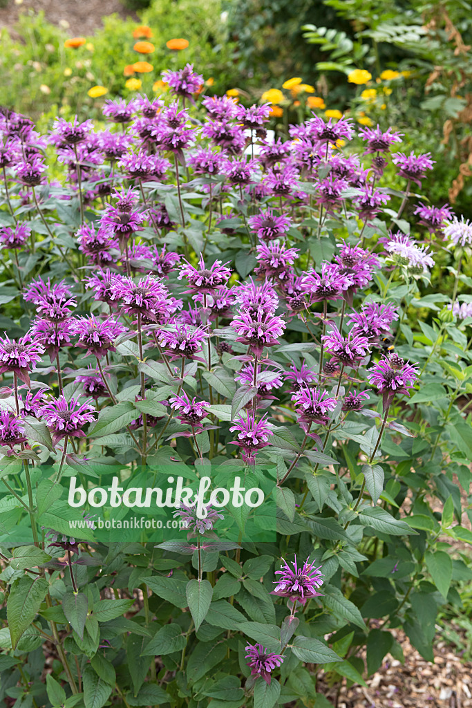 651399 - Monarde (Monarda fistulosa 'Blaustrumpf')