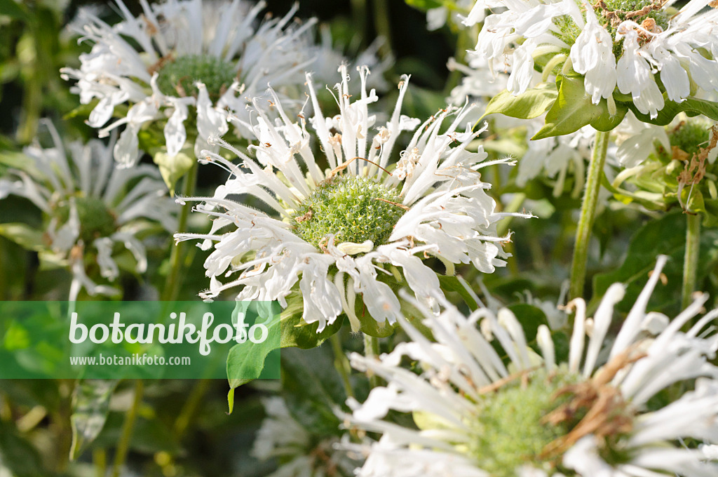 486217 - Monarde pourpre (Monarda didyma 'Schneewittchen')