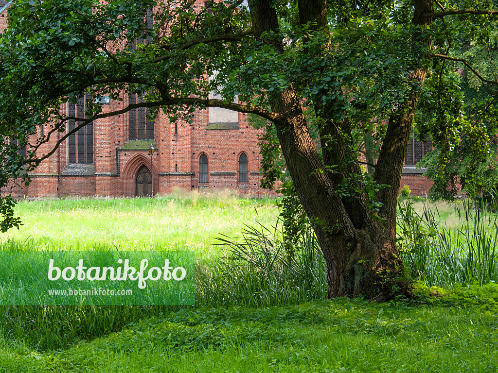 415070 - Monastery garden, Bad Doberan, Germany