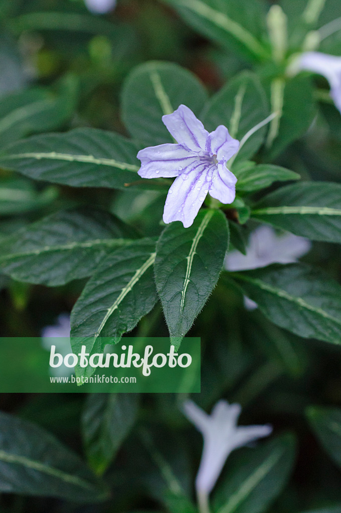 478106 - Monkey plant (Ruellia makoyana)