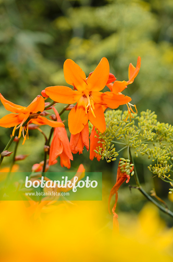 535103 - Montbretia (Crocosmia x crocosmiiflora 'Star of the East')